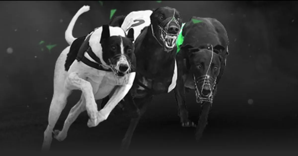 大乐透期号,专家推荐,质合分析前,开云体育,开云体育官网,开云体育app,开云体育app下载